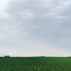 Lush green soybean field