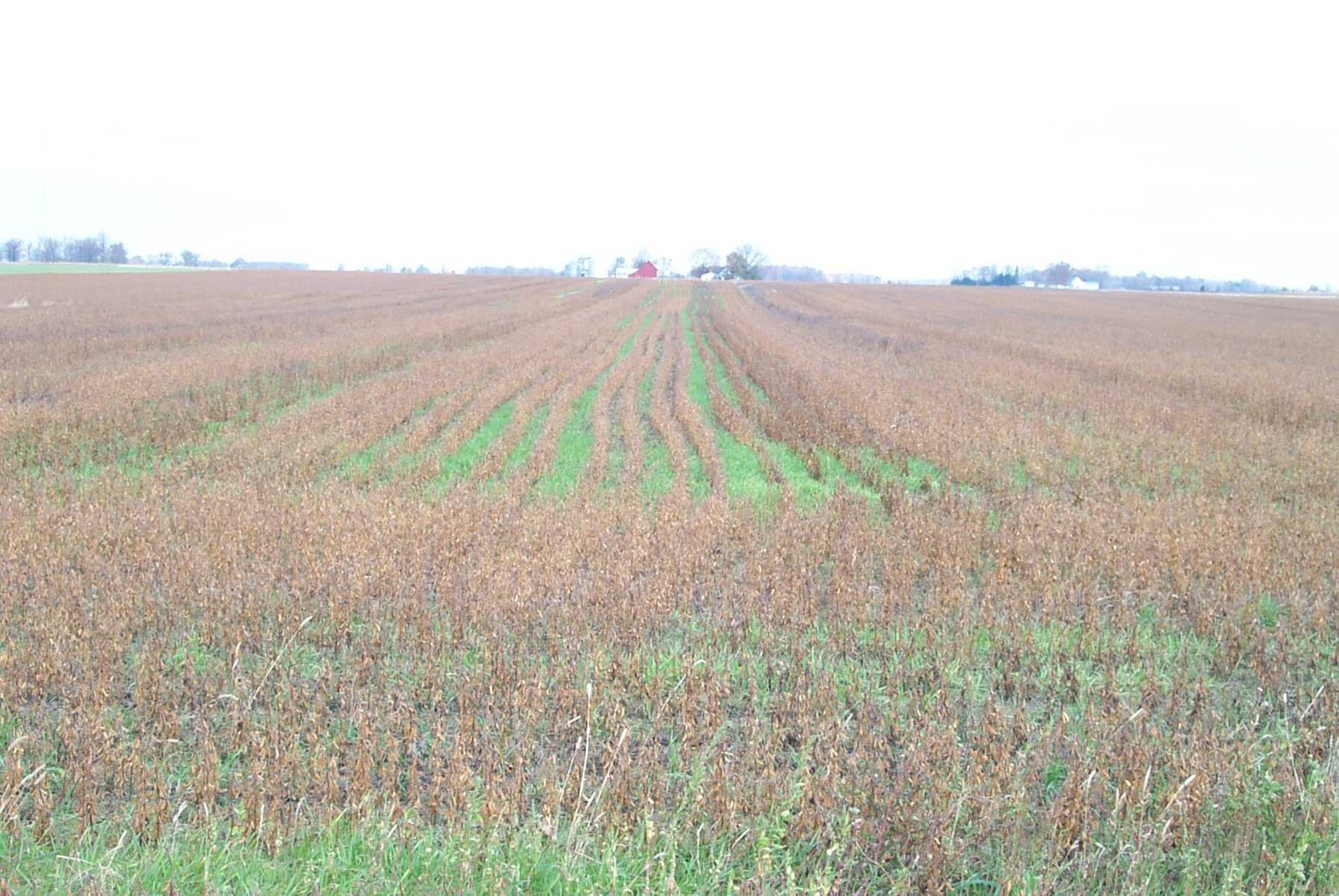 Soybean field in Boone County